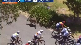 Tour Down Under - Un des kangourous euthanasié à cause de ses blessures